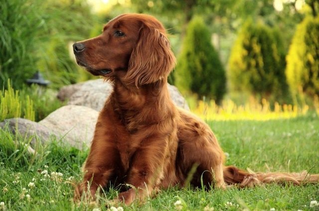Top 6 Reasons Why Irish Setter Dogs Whining | Caramella